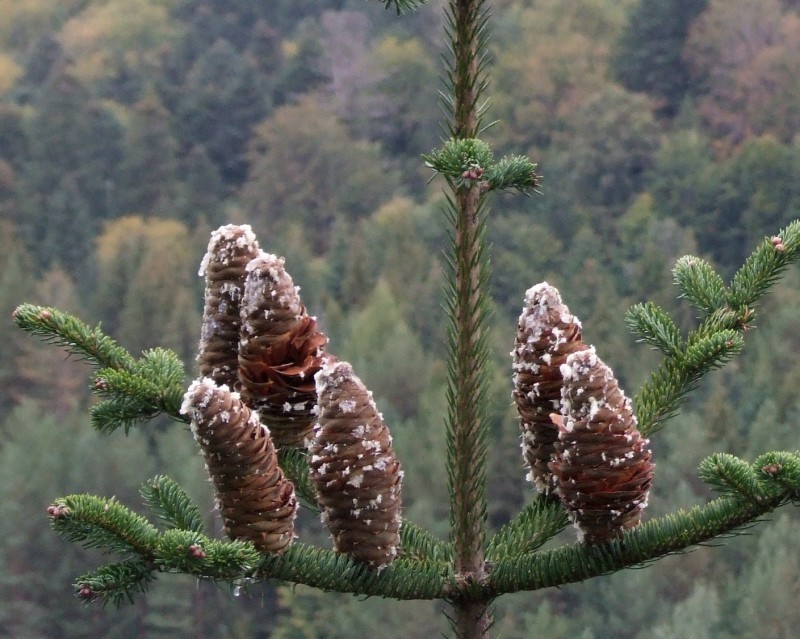 Wielki jodłowy sukces. Sudeckie lasy odżyły - fot. Wikimedia Commons/Jerzy Opioła