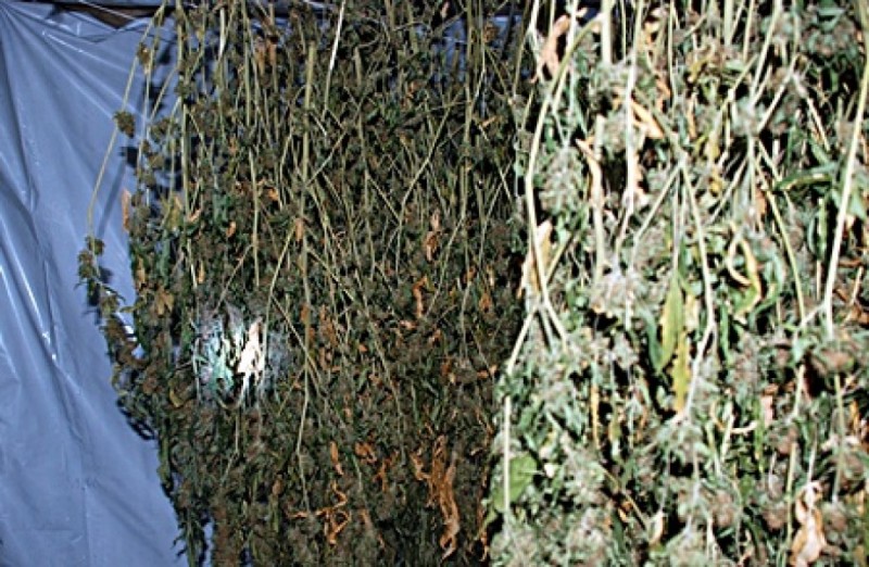 Środa Śląska: Zlikwidowali plantację 1000 krzewów konopi - dolnoslaska.policja.gov.pl