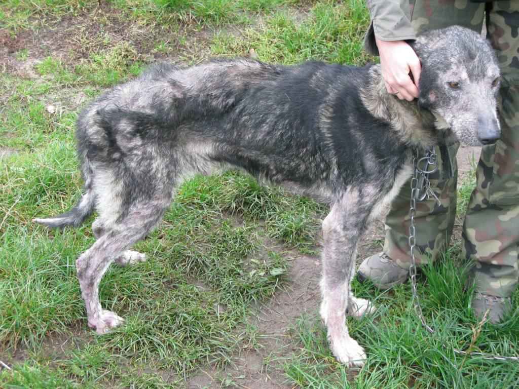 Coraz więcej przypadków znęcania się nad psami na Dolnym Śląsku - Pies Ares, uratowany przez obrońców przyrody (Fot. Straż dla Zwierząt)