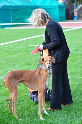 DRJ: 22 Międzynarodowa Wystawa Psów Rasowych - 30