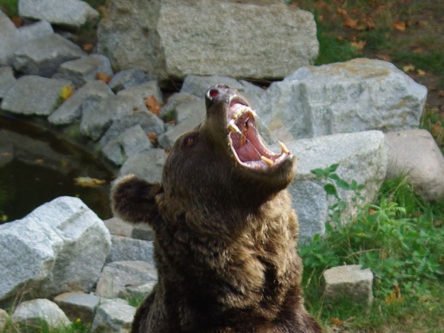 Akcja Reakcja o zwierzętach we wrocławskim ZOO - Fot. Katarzyna Górowicz