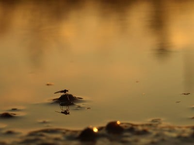 Zobacz piękną, zarobaczoną jesień (GALERIA) - 11