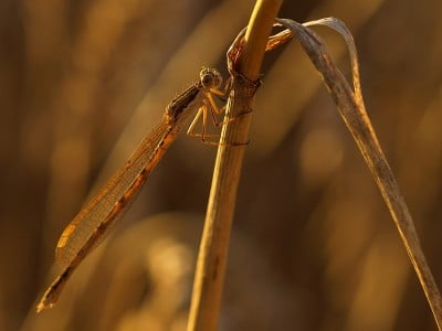 Zobacz piękną, zarobaczoną jesień (GALERIA) - 12