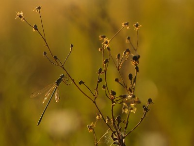 Zobacz piękną, zarobaczoną jesień (GALERIA) - 13
