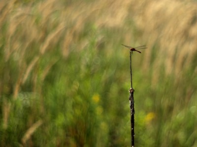 Zobacz piękną, zarobaczoną jesień (GALERIA) - 2