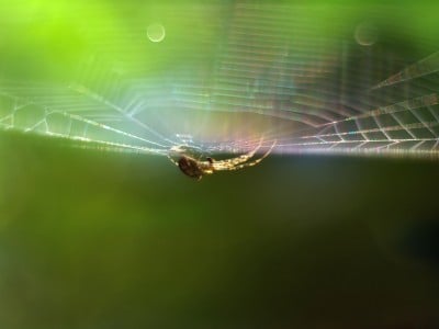 Zobacz piękną, zarobaczoną jesień (GALERIA) - 5