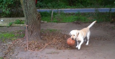 Labrador na sznurku przywiązany do drzewa (ZDJĘCIA) - 0