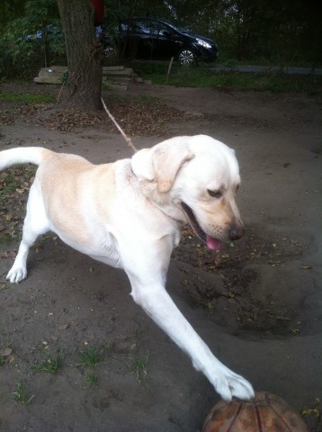 Labrador na sznurku przywiązany do drzewa (ZDJĘCIA) - 1