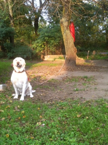 Labrador na sznurku przywiązany do drzewa (ZDJĘCIA) - 3