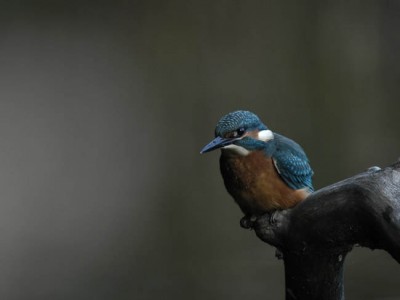 Stawy Milickie trafią na listę UNESCO? (ZDJĘCIA) - 7
