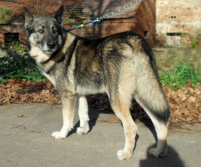 Dramatyczna sytuacja schroniska w Uciechowie - 4