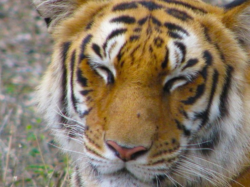 Wstydliwy zapach tygrysa orężem w walce z kunami - fot. Wikimedia Commons/Roland zh
