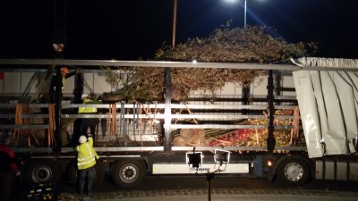 Posadzili nowy dąb herbowy Wałbrzycha (ZDJĘCIA, WIDEO) - 1