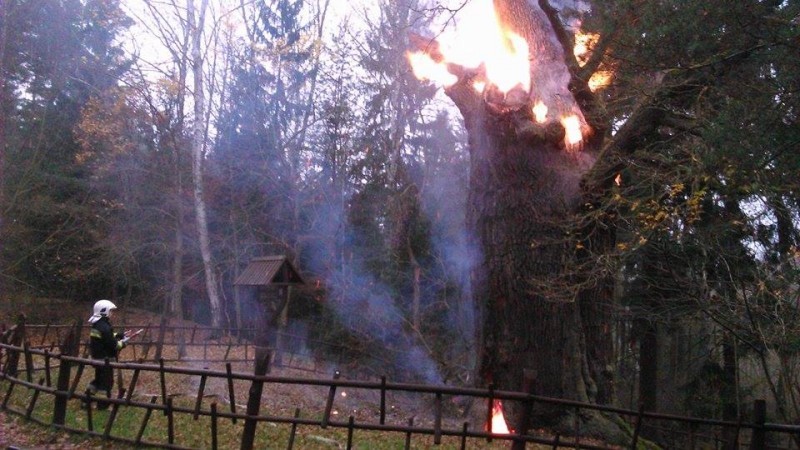 Podpalili jeden z najstarszych dębów w Polsce - Fot. www.112polkowice.pl