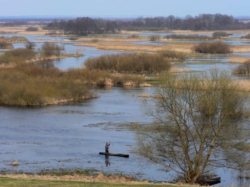 Skąd te powodzie? Jak się przed nimi chronić? (Posłuchaj) - Biebrza: rzeka idealna, bo nieuregulowana? (Fot. Wikipedia / Wojsyl / CC-BY-SA 3.0)