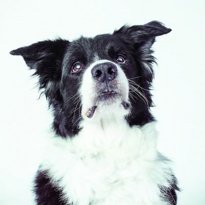 Kalendarz ze zdjęciami psów, które szukają domu (FOTO) - 0