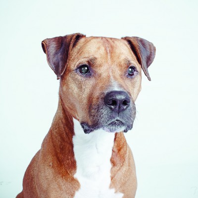 Kalendarz ze zdjęciami psów, które szukają domu (FOTO) - 23