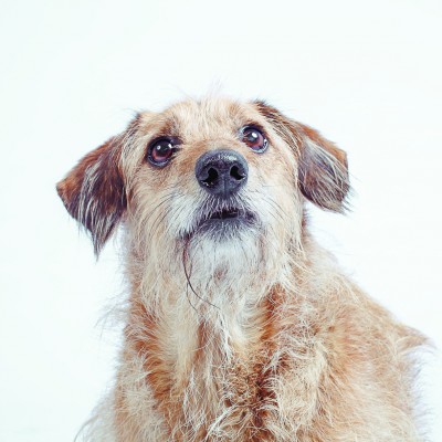 Kalendarz ze zdjęciami psów, które szukają domu (FOTO) - 11