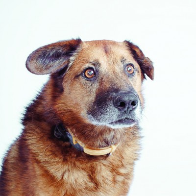 Kalendarz ze zdjęciami psów, które szukają domu (FOTO) - 15