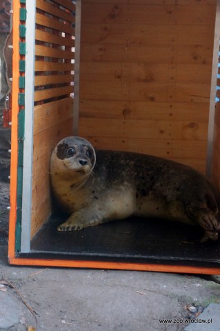 Ogród zoologiczny dostał pod choinkę foki (ZDJĘCIA) - 0