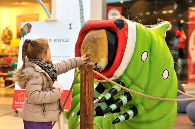 Oko w oko z turkuciem podjadkiem i innymi owadami - 2