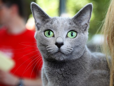 Dziś Światowy Dzień Kota: Fakty i mity o kotach (ZOBACZ) - 9