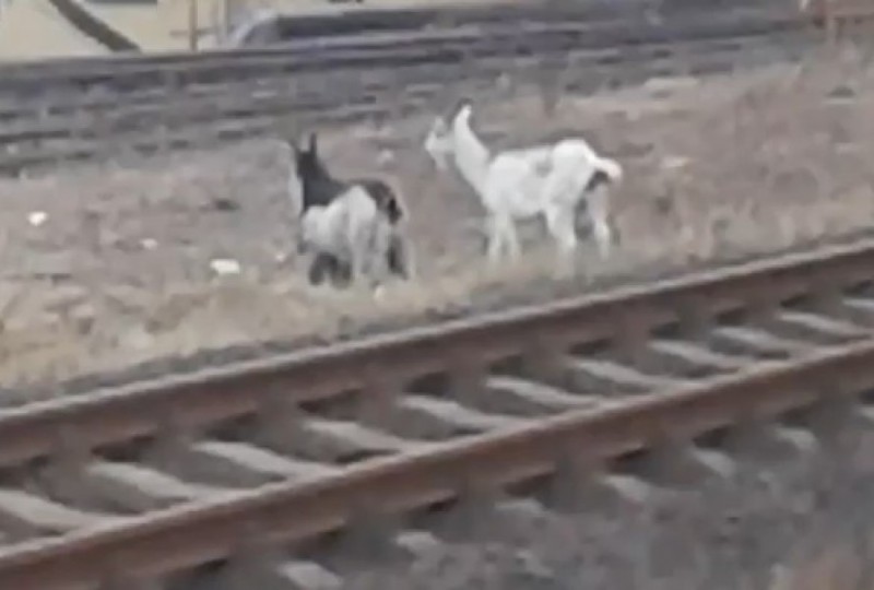Kozy i ich pociąg, czyli nietypowy powód opóźnienia (FILM) - fot. screen z YT
