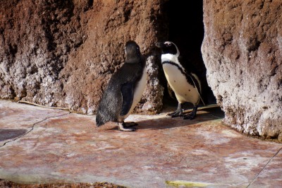 We wrocławskim ZOO po raz pierwszy wykluł się pingwin - 1