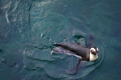 We wrocławskim ZOO po raz pierwszy wykluł się pingwin - 3