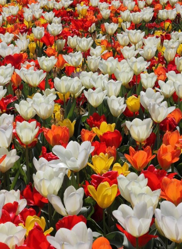 Życzenia na Dzień Kobiet (SMSy, WIERSZYKI 8 MARCA) - Życzenia na Dzień kobiet; fot. "Tulips in a garden" by Dunpharlain (Wikimedia Commons)