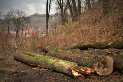 Fort Owcza Góra: Wycinka drzew do prokuratury - 1