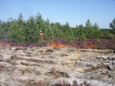 Strażacy podpalili 5,5 hektara wrzosowisk (ZDJĘCIA) - 19