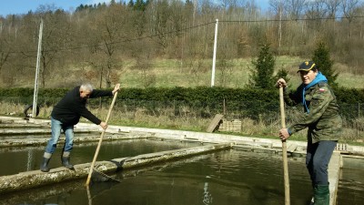 Pstrągi wróciły do rzek w Kotlinie Kłodzkiej (ZDJĘCIA) - 2