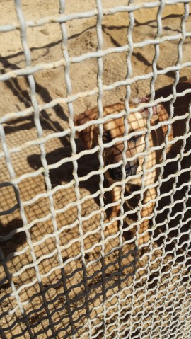 Czterogwiazdkowe schronisko dla zwierząt w Przylasku - 1