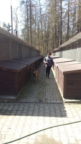 Czterogwiazdkowe schronisko dla zwierząt w Przylasku - 3