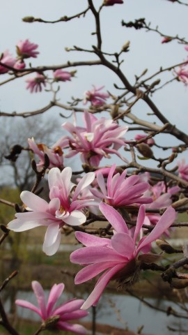W wojsławickim Arboretum zagościła wiosna (ZOBACZCIE!) - 4