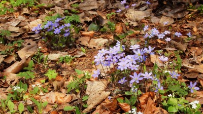 W wojsławickim Arboretum zagościła wiosna (ZOBACZCIE!) - 6