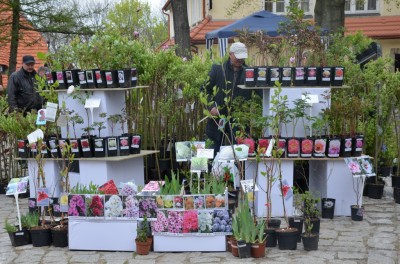 DRJ: Festiwal Kwiatów i Sztuki - 7