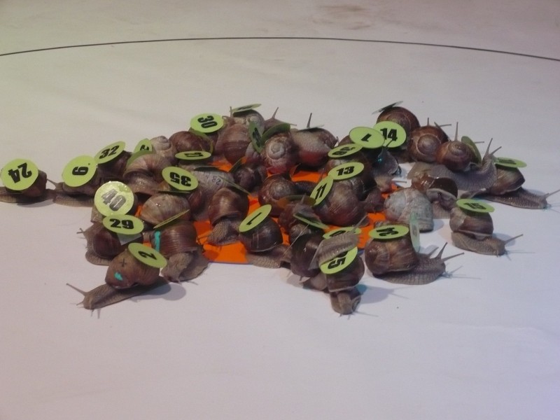 Najszybsze ślimaki ścigały się w Walimiu. Padł rekord świata? - fot. Barbara Szeligowska
