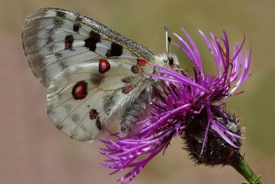 W Karkonoszach ratują najrzadsze polskie motyle