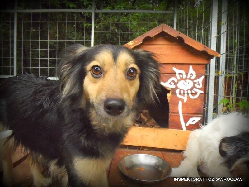 Muszą pozbyć się psów, by liczyć na pomoc MOPS-u - toz.wroclaw.pl
