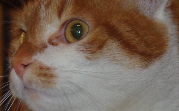 Puma w dolnośląskich lasach? - Jakiego kota widział w lesie myśliwy? (Fot. Katarzyna Górowicz)