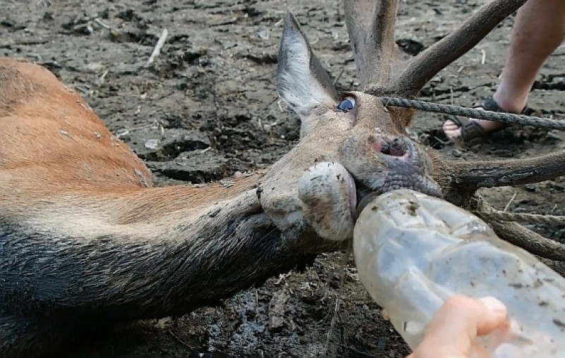 Uratowali jelenia, który ugrzązł w mule na dnie zalewu (ZDJĘCIA) - Zdjęcia: Jarosław Krempa