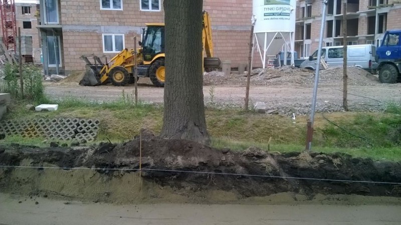 Te drzewa skazano na zagładę! Czy teraz przetrwają? (FOTO) - fot. Drogi dla Natury/Facebook