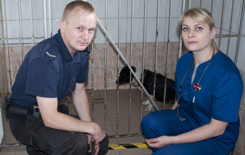 Bezdomny pies zaatakował kobietę. Przyczyną agresji mógł być upał (ZOBACZ ZDJĘCIA) - Zdjęcia: Jerzy Legień