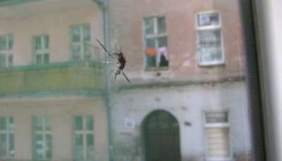 Strzelał z wiatr&oacute;wki do ludzi, postrzelił młodą kobietę