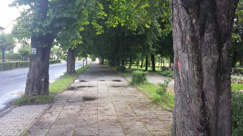 Bitwa o drzewa odłożona do niedzieli - fot. Piotr Słowiński