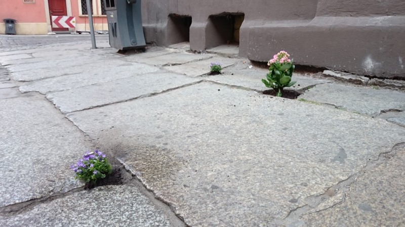 Dziura na dziurze, więc posadzili kwiatki (ZOBACZ ZDJĘCIA) - fot. Filip Matusiak