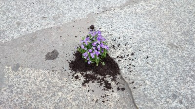 Dziura na dziurze, więc posadzili kwiatki (ZOBACZ ZDJĘCIA) - 13