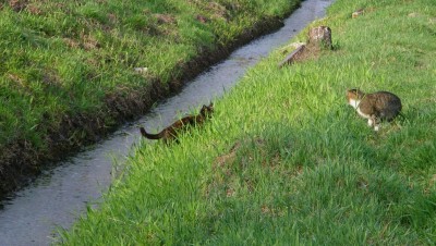 Twój kot też chce być na prw.pl! (WYŚLIJ ZDJĘCIE) - 9